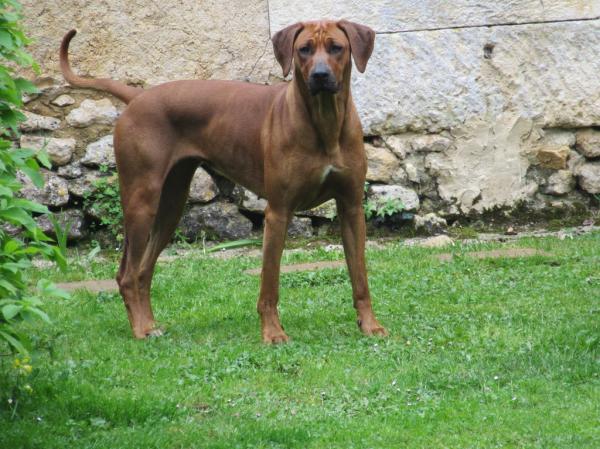 NADJI COT 4 (RECOMAND) est une chienne trs intelligente et joueuse. Elle est trs belle avec une couleur fauve orange. Une tte trs expressive avec un regard intelligent. De trs bons rsultats en expositions nationales et internationales.Radios hanches A, paules OCD 0, coudes ED 0. Idemne de dysplasie.<br />
LOCUS D : DD<br />
MYLOPATHIE DGNRATIVE : DM ( NON PORTEUSE )