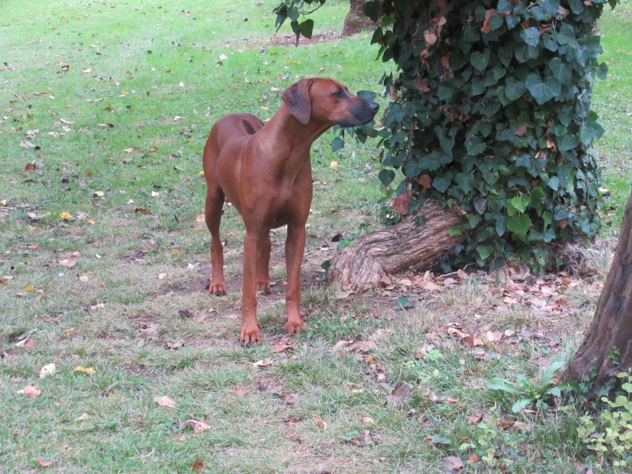 Rhodesian ridgeback