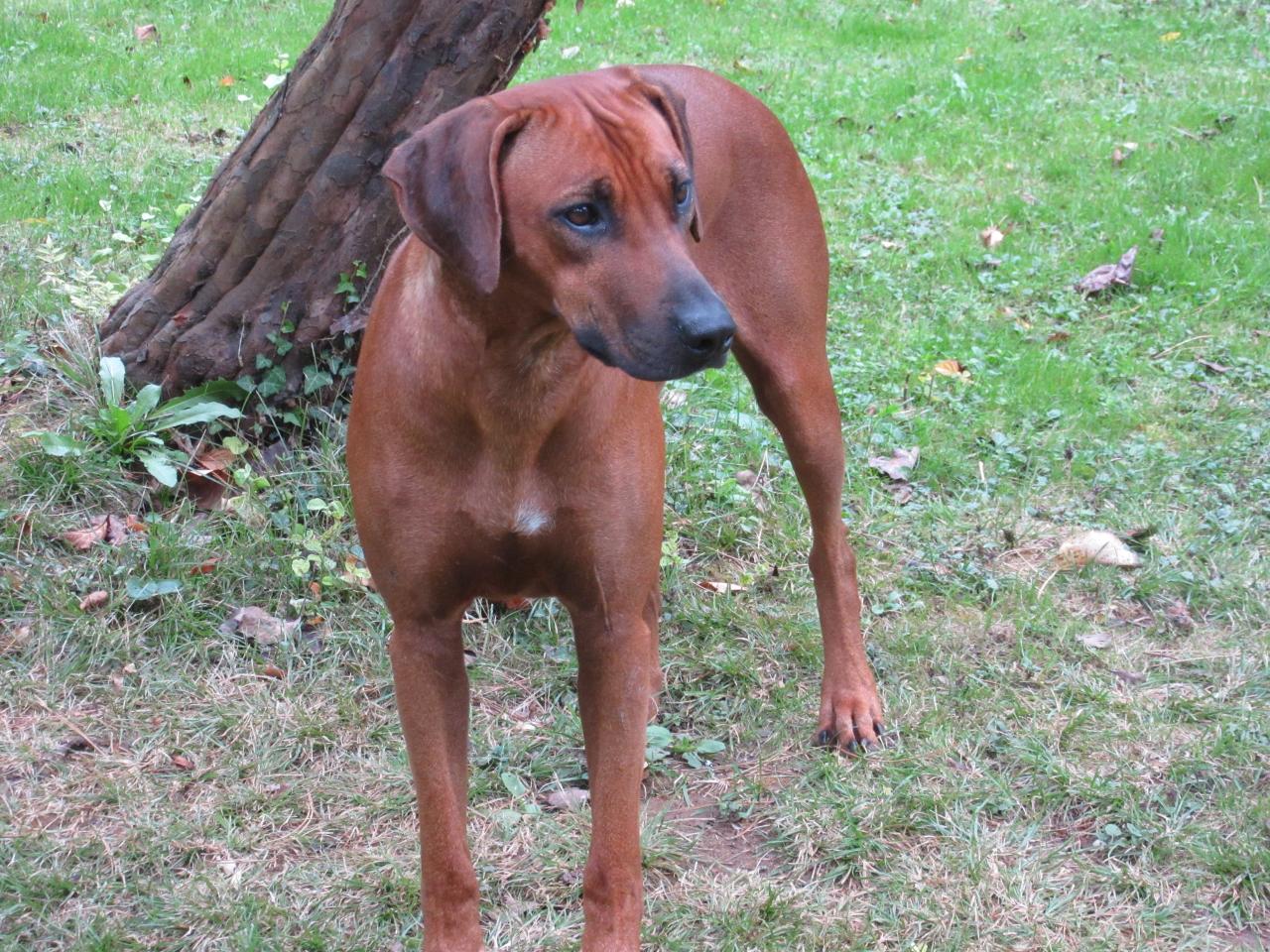 Rhodesian ridgeback