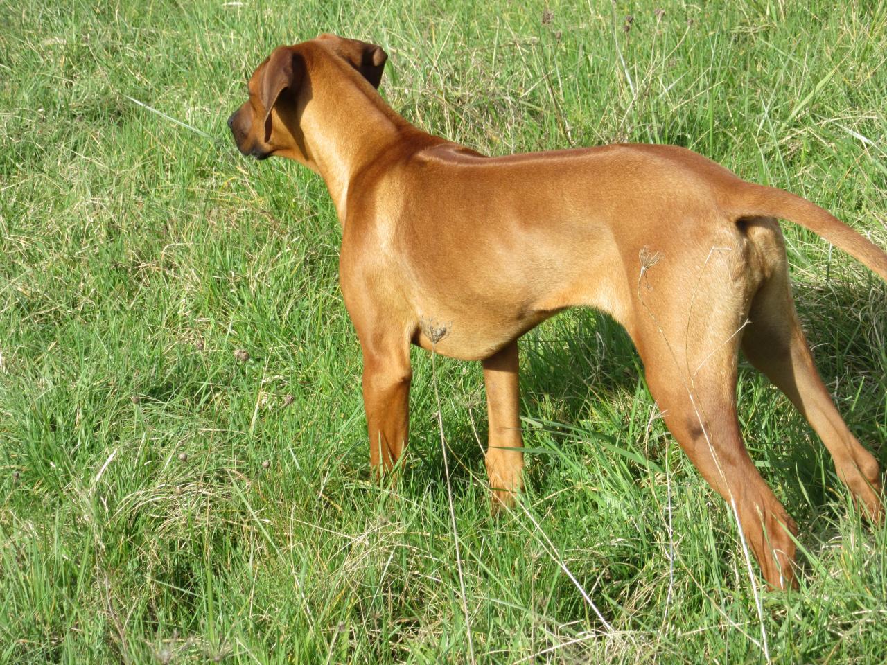 Rhodesian ridgeback