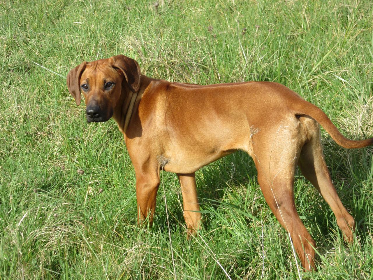 Rhodesian ridgeback