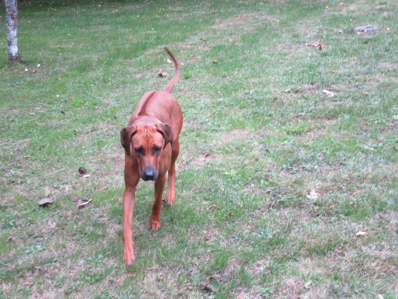 Rhodesian ridgeback