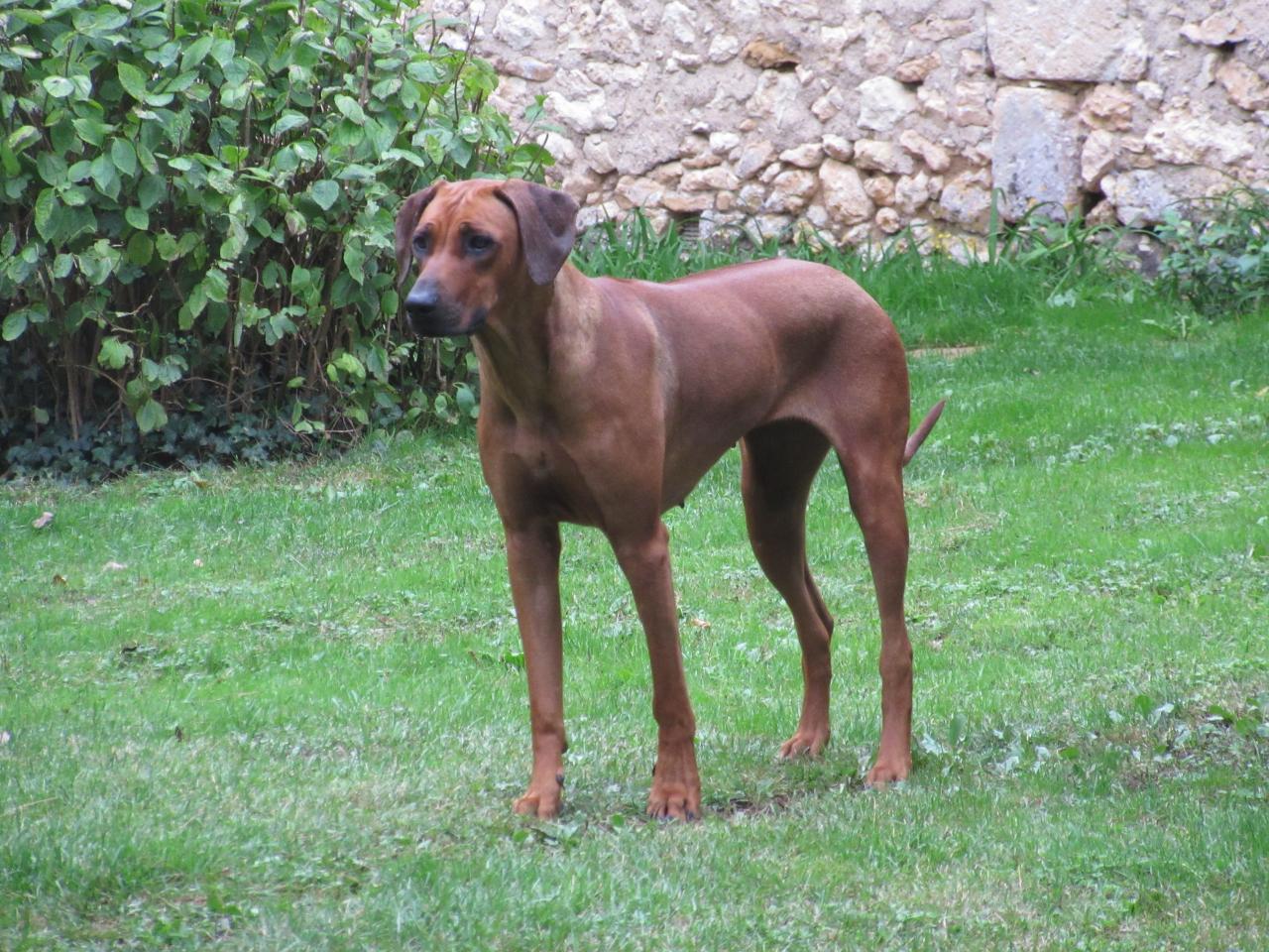 Rhodesian ridgeback