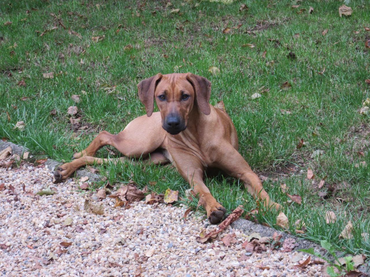 Rhodesian ridgeback