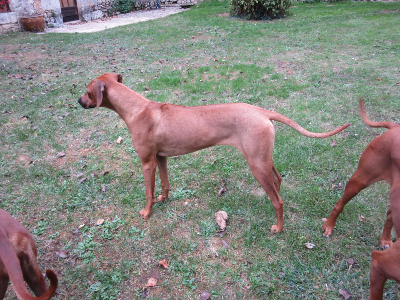 Rhodesian ridgeback