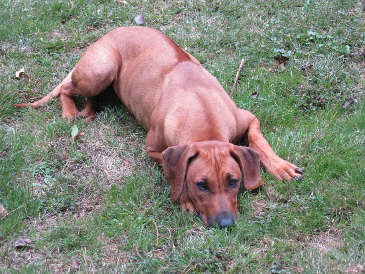 Rhodesian ridgeback