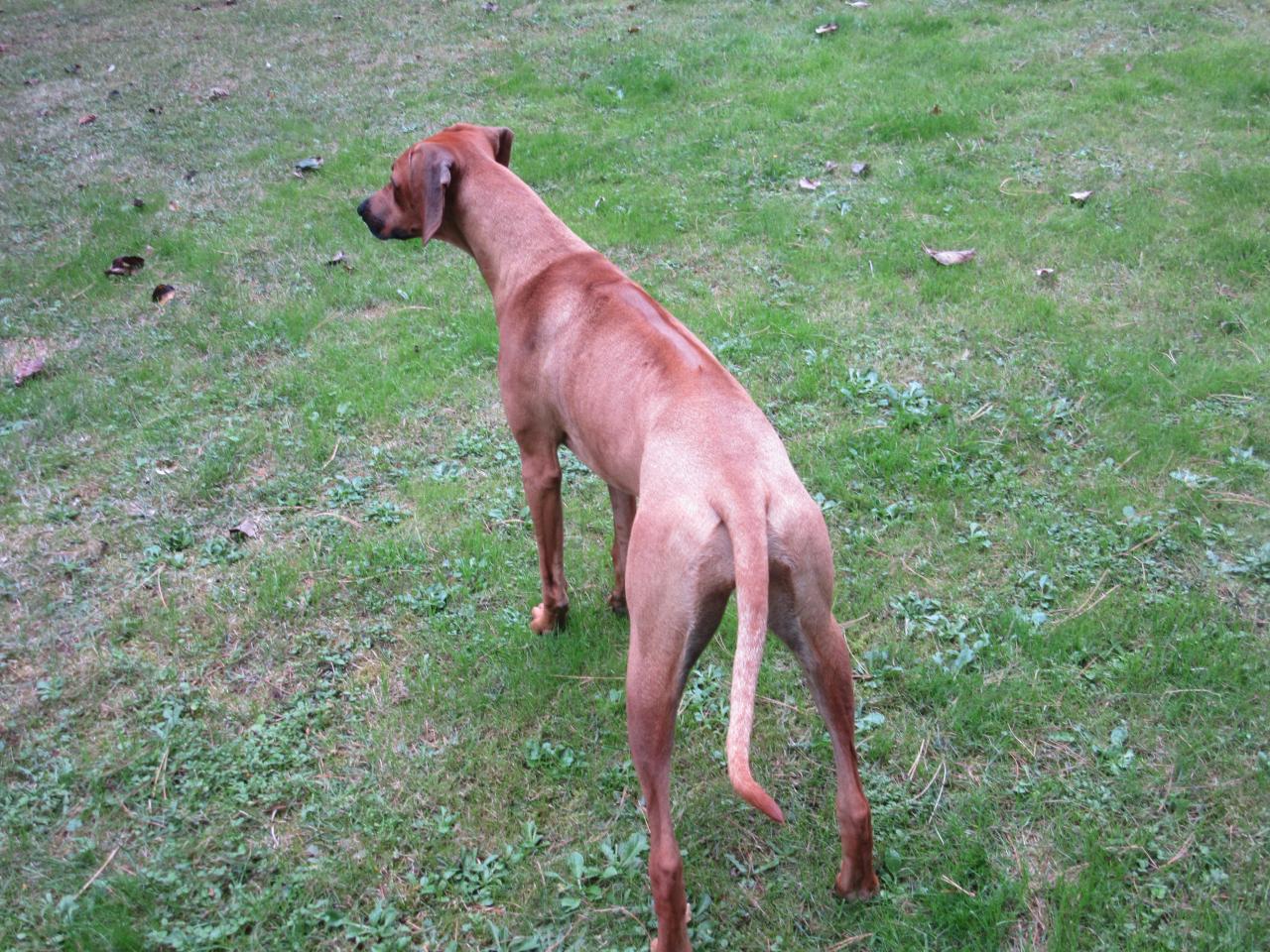 Rhodesian ridgeback