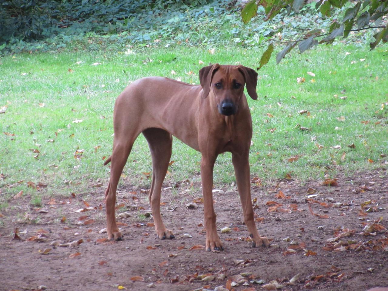 Rhodesian ridgeback